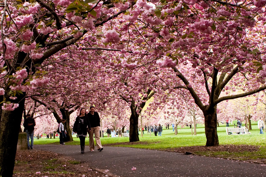 Cherry blossoms in Brooklyn Botanic Garden