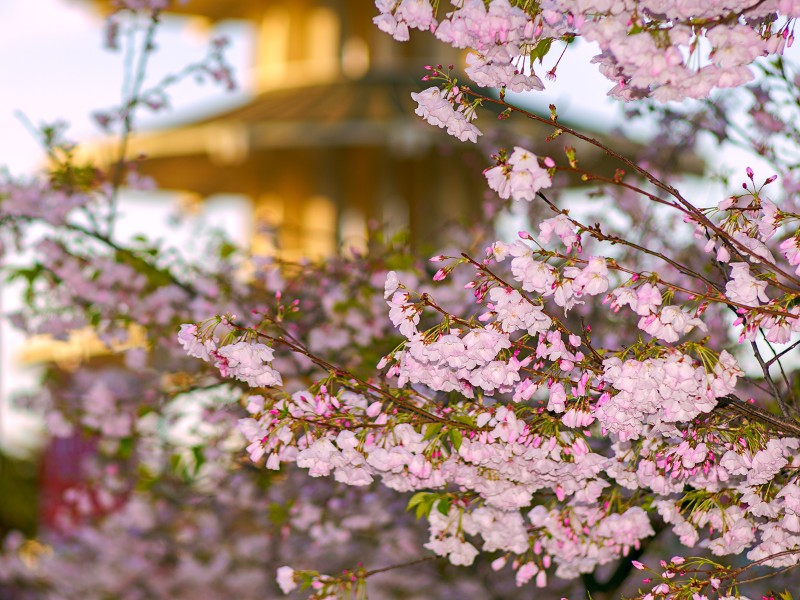 Cherry Blossoms in Japantown San Francisco