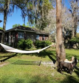 Hammock hanging from trees by house