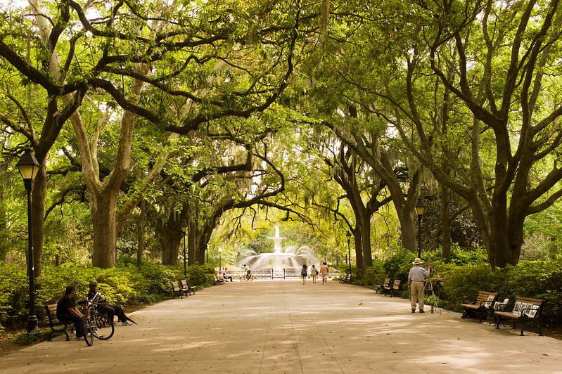 Canopy of trees with Spanish moss at Forsyth Park