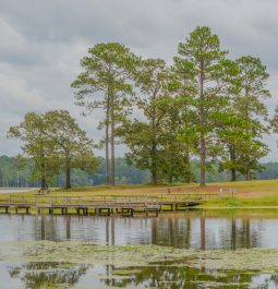 Water and trees at park