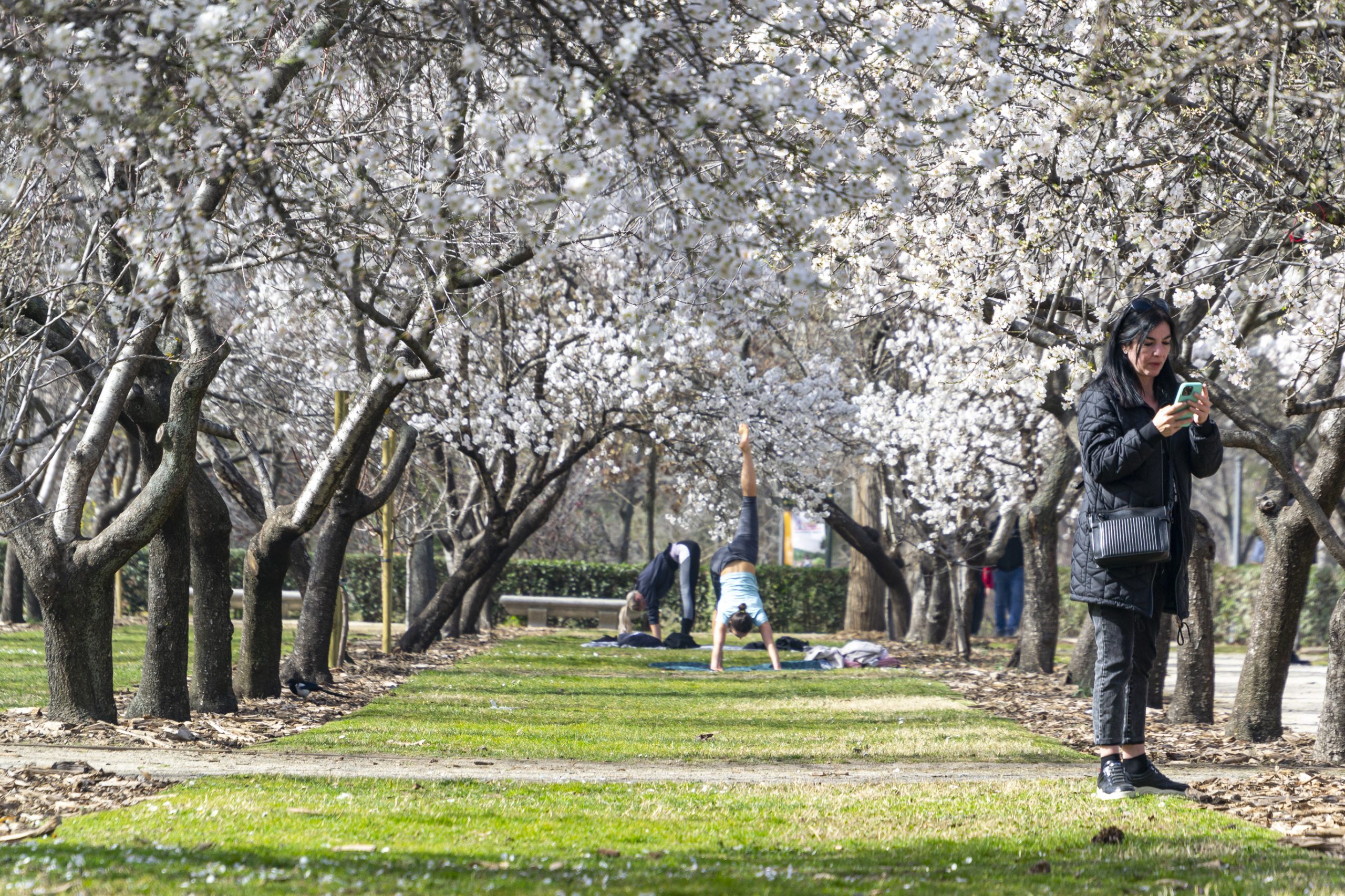 Almond trees blossoming in Madrid's El Retiro Park