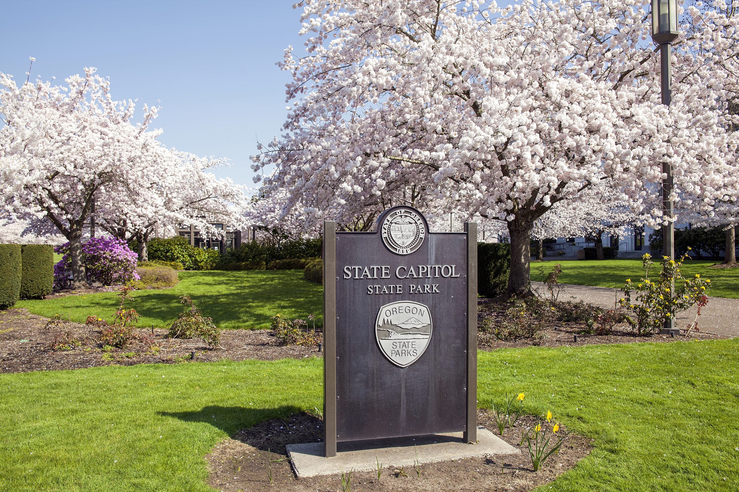 Cherry blossoms in Salem's State Capitol Park