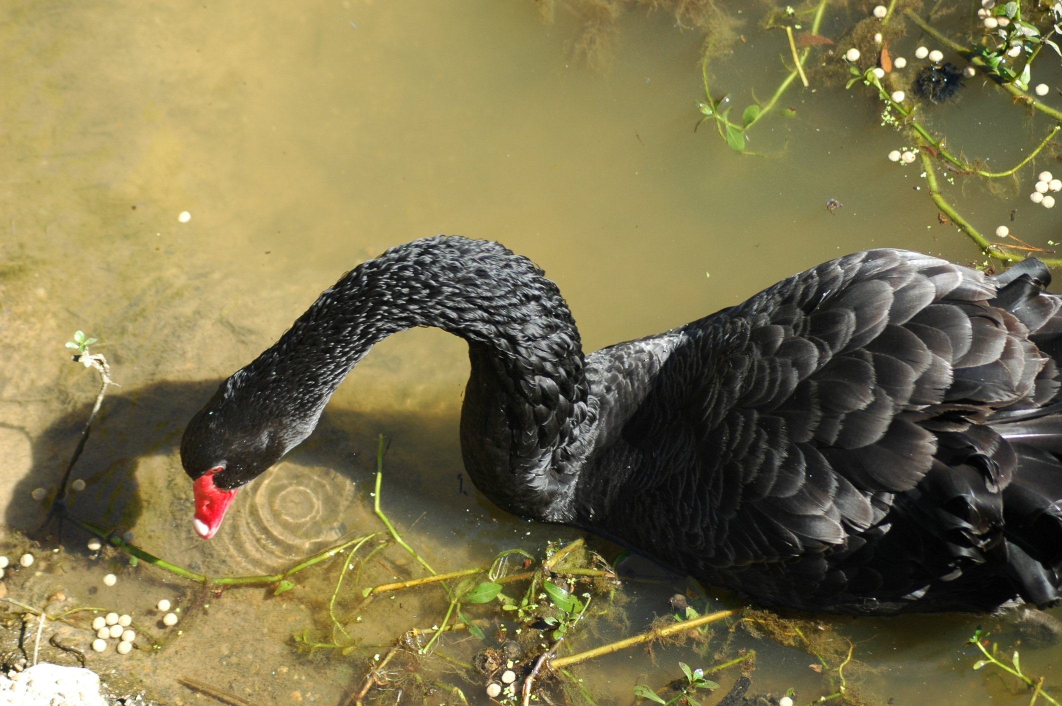 A black swan feeding in the zoo