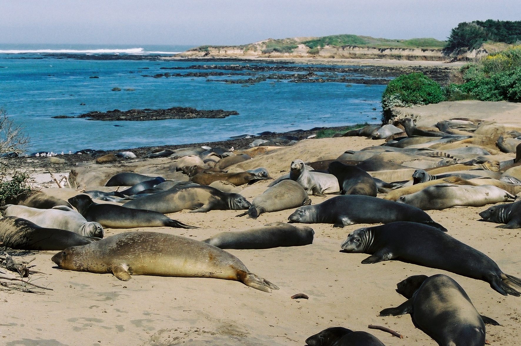 Año Nuevo State Reserve