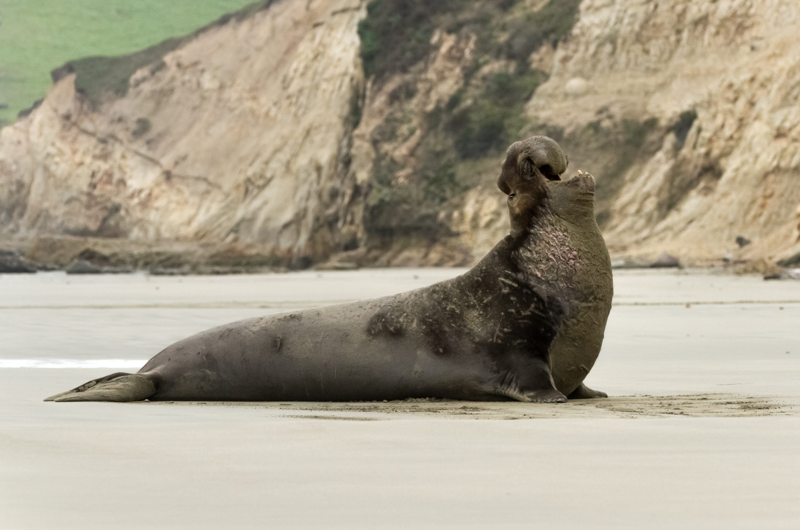 Elephant Seal Overlook at Point Reyes 