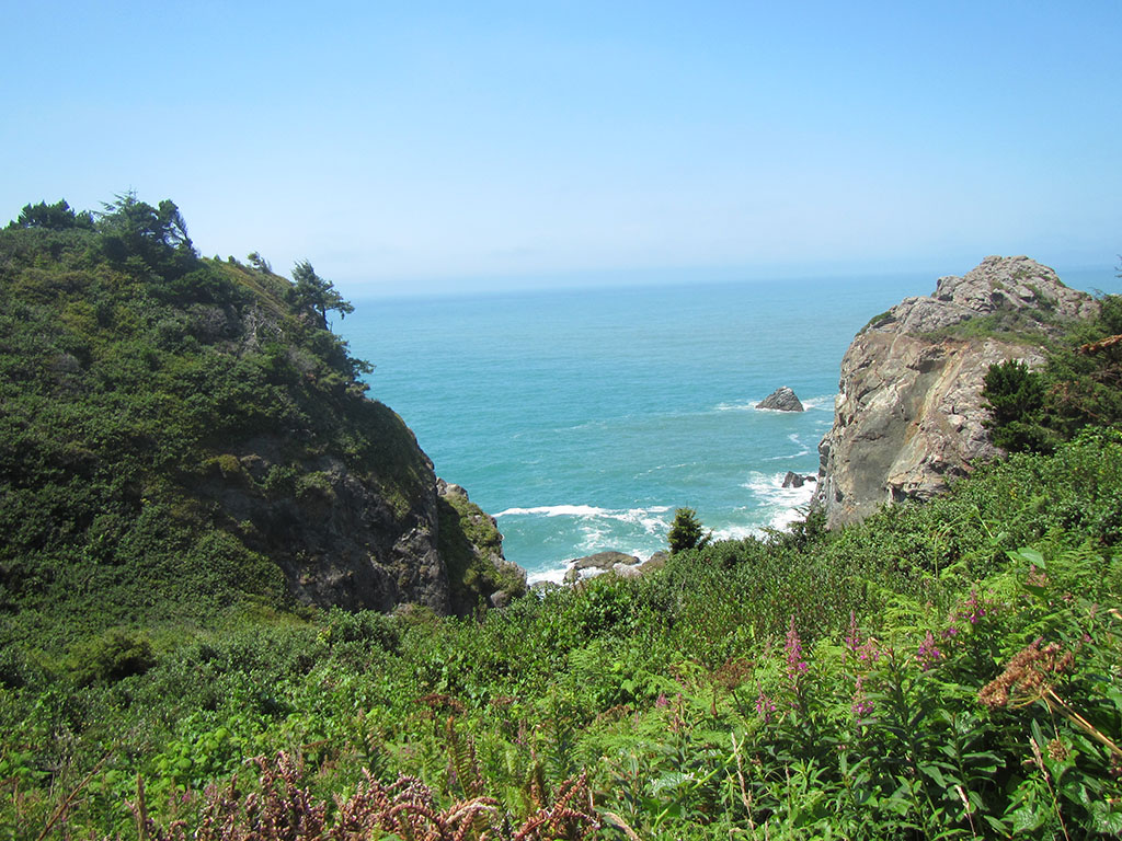 Lush forests beside the ocean at this campground