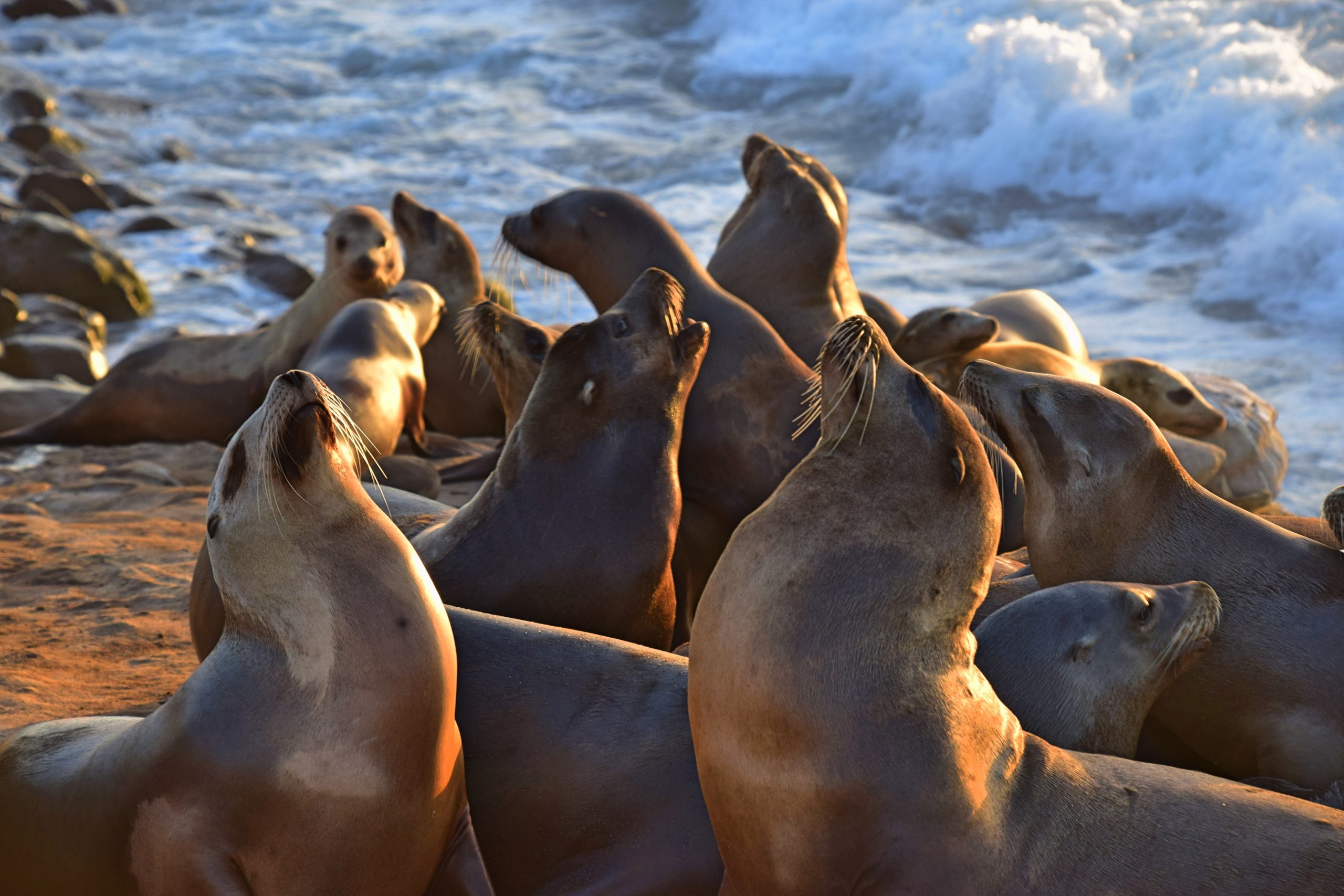 La Jolla - San Diego