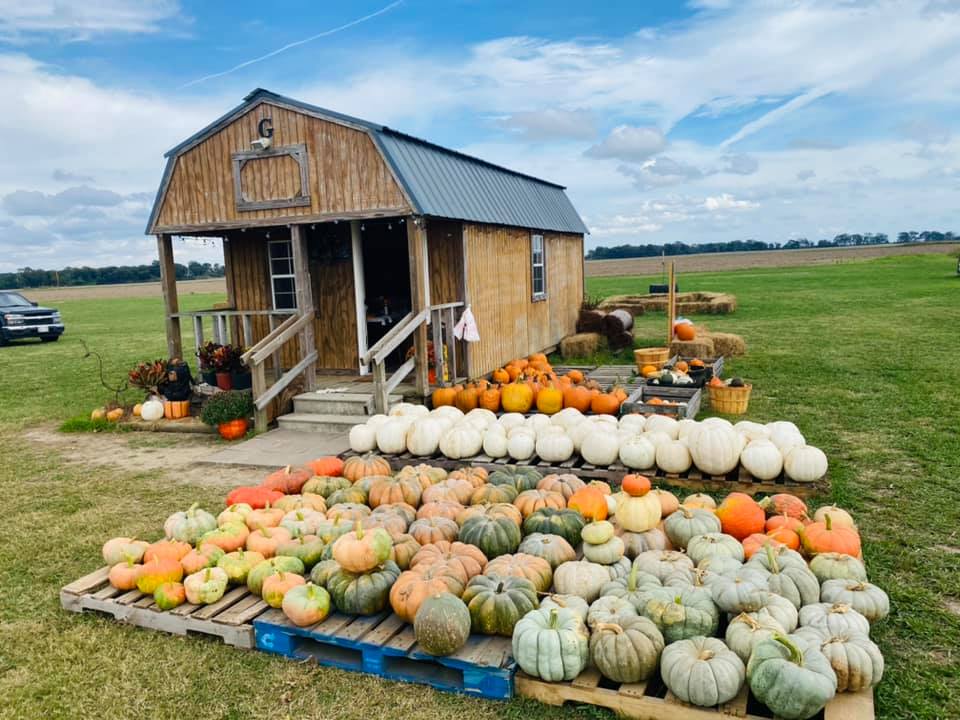 Farmer Jim's Pumpkin Patch and Corn Maze