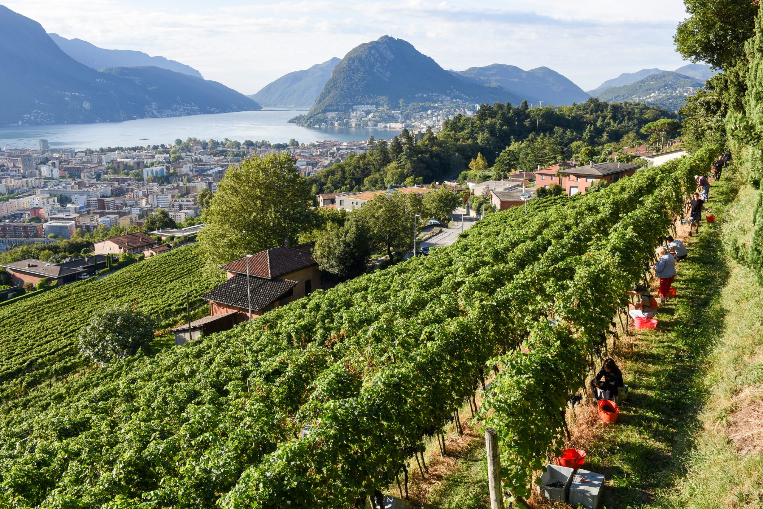 Vineyard at Porza near Lugano, Switzerland