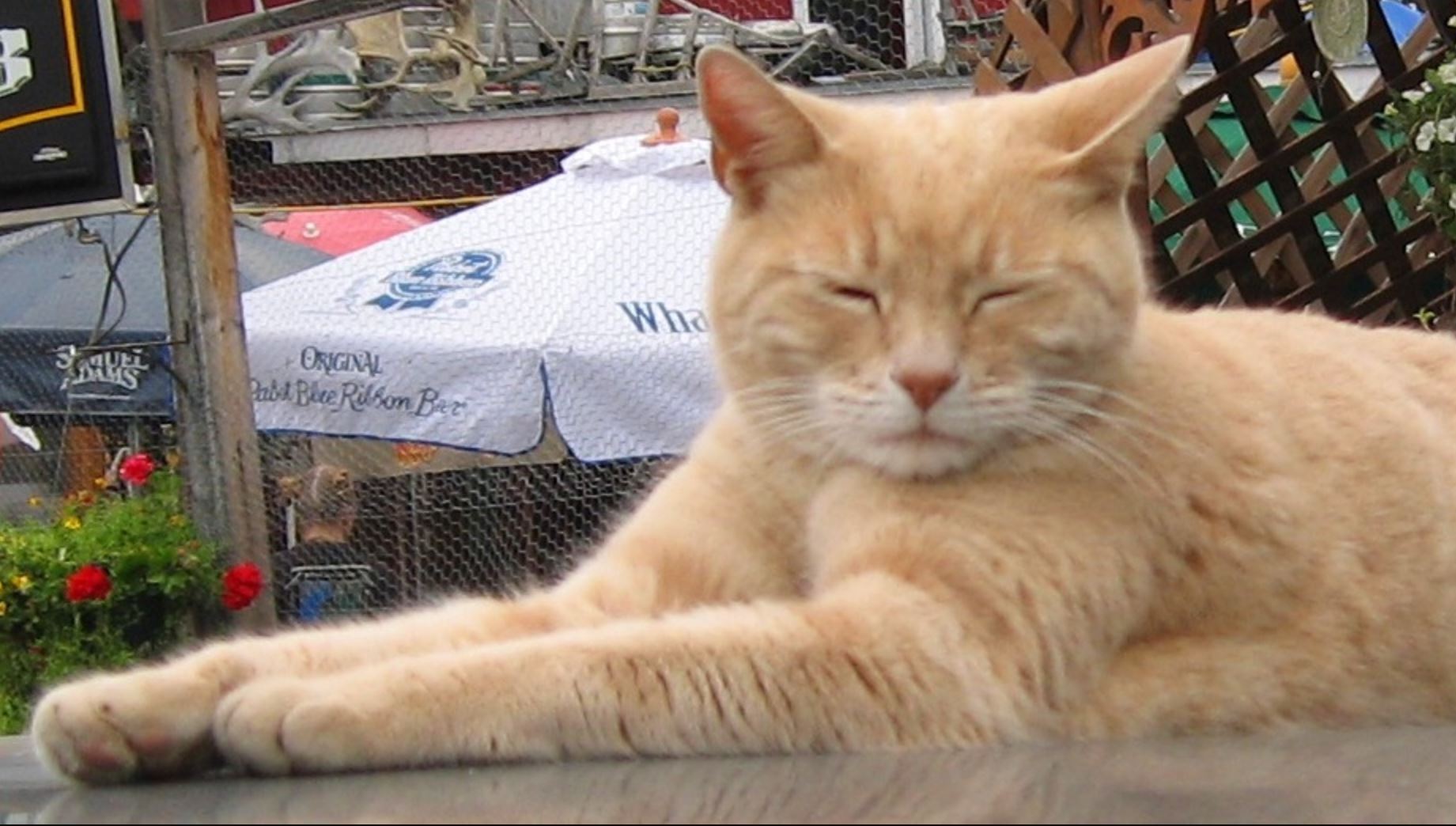 Cat Mayor of Talkeetna