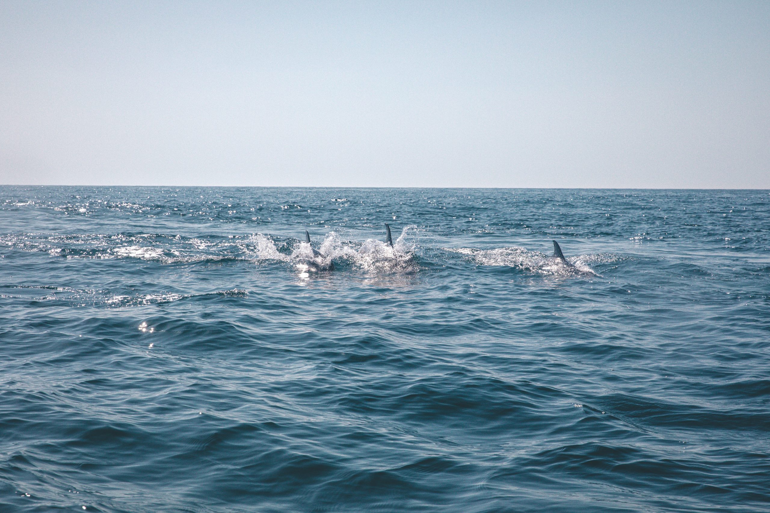 Dolphins in the sea off the coast of Troia