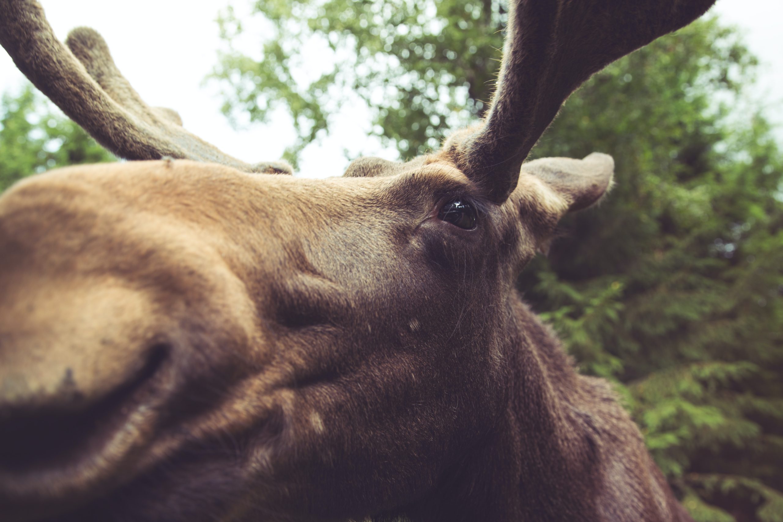 Maine Wildlife Park 