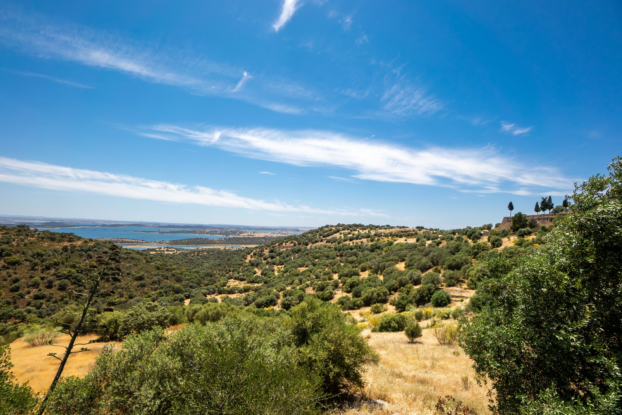 The cork tree fields of the Alentejo