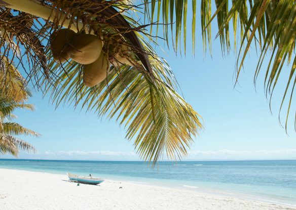 White sand beach with palm trees