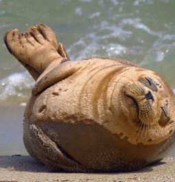 Sleepy harbor seal on the beach