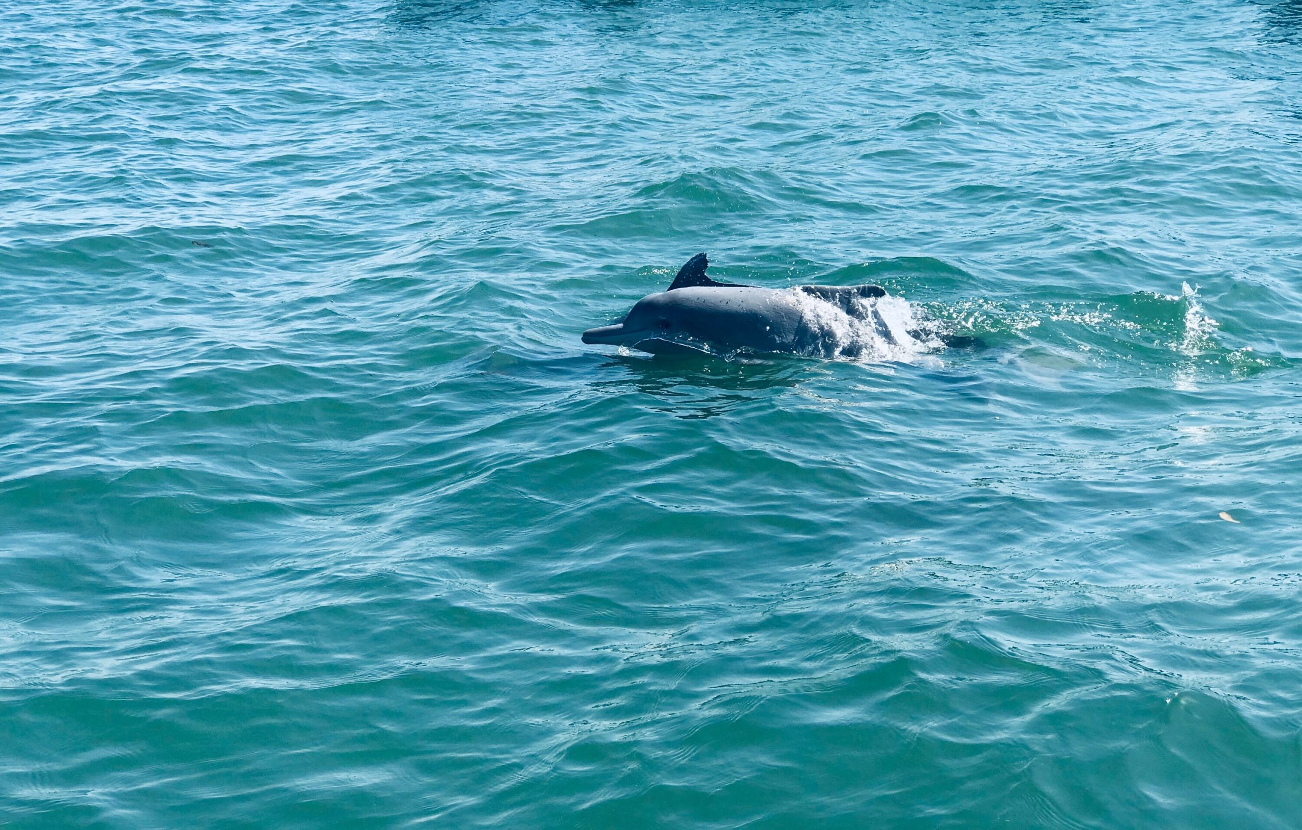 Dolphin sightings are possible along Loango National Park's coastline