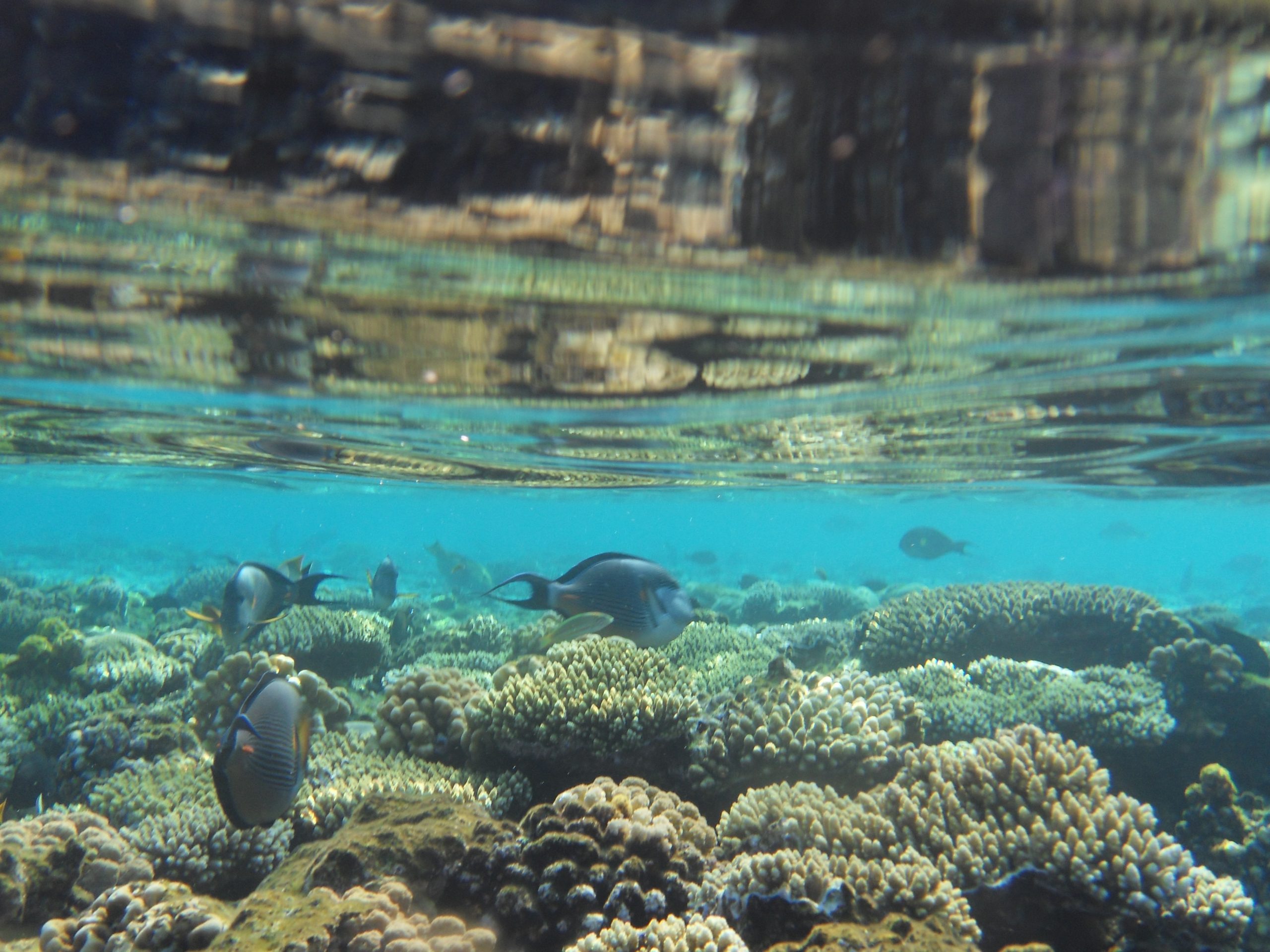 Underwater views in Sharm el-Sheikh, Egypt