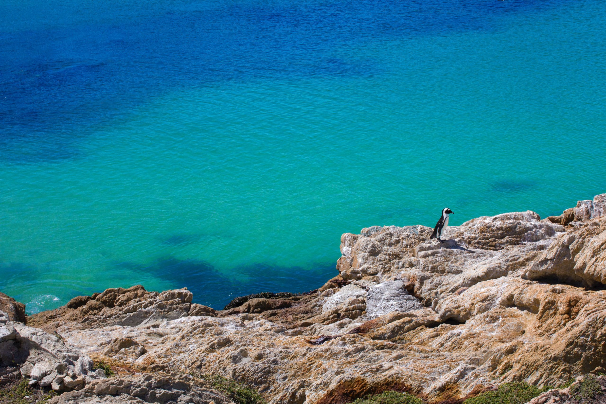 Penguins are a fixture at Betty's Bay, South Africa