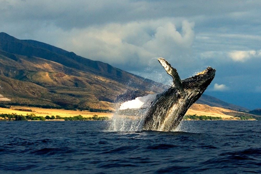 humpback breaching in Kauai