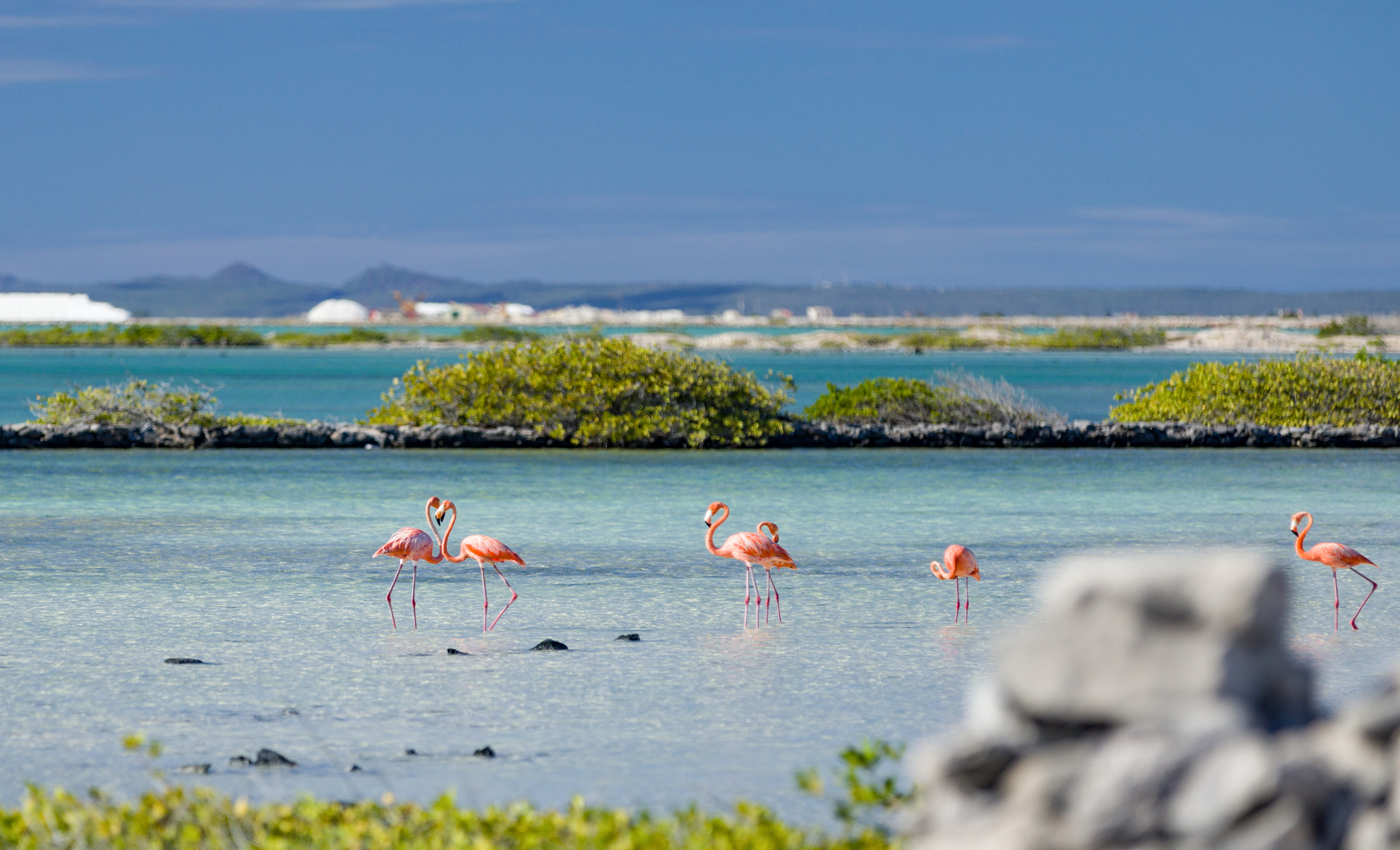 Flamingos in the salt flats, Bonaire