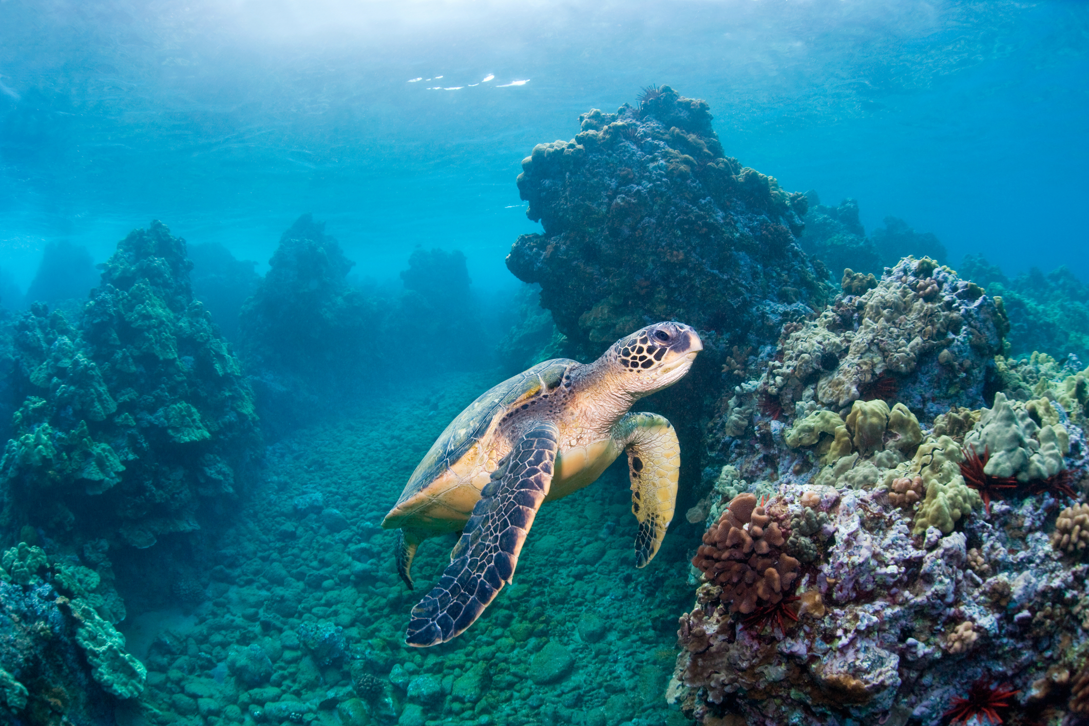 sea turtle in Hawaii's clear blue waters