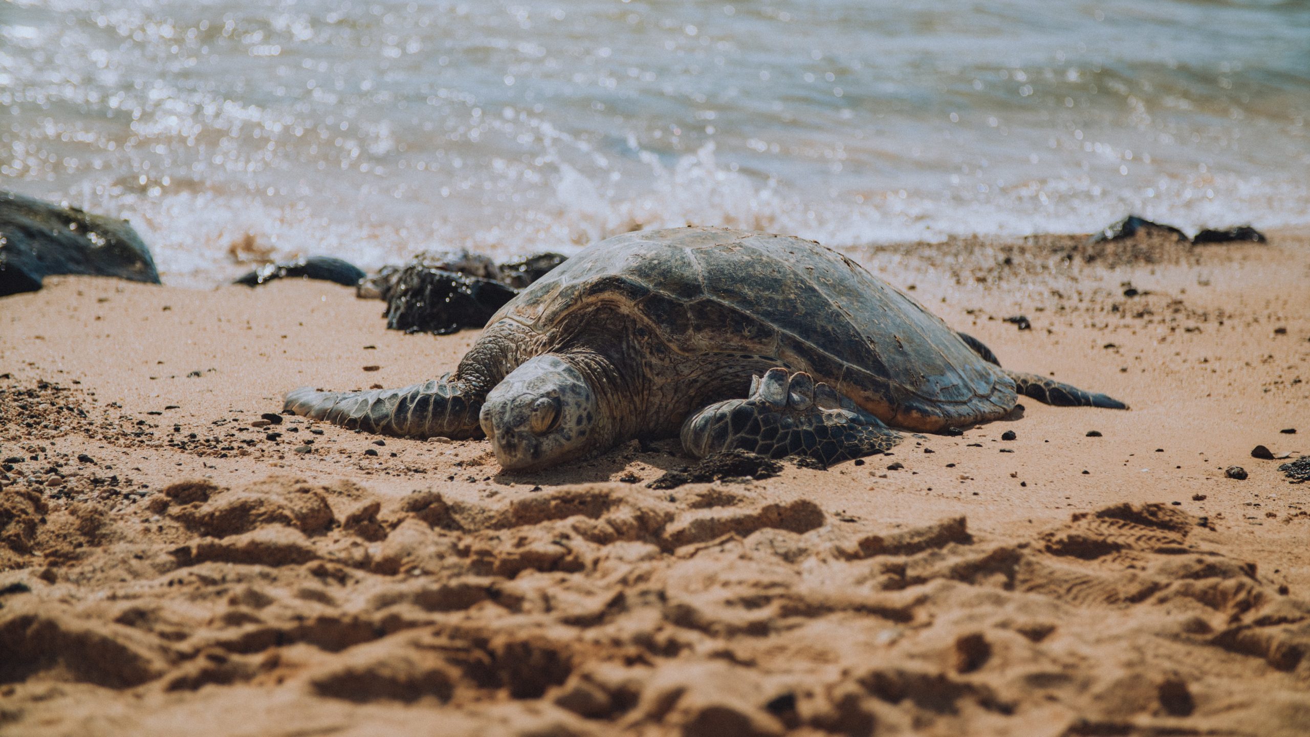 Poipu Beach, Kauai