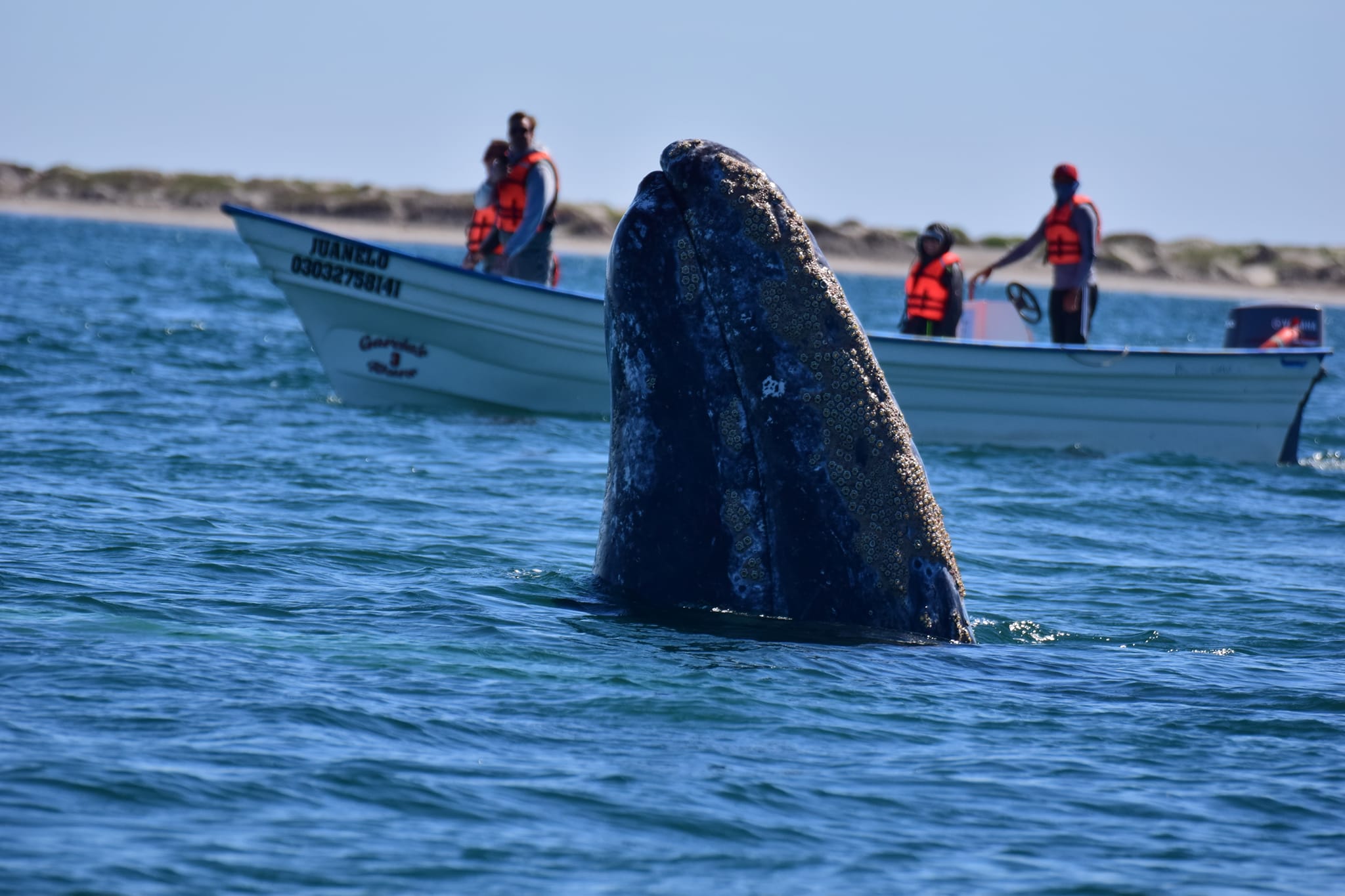 Baja Sur Tours by boat