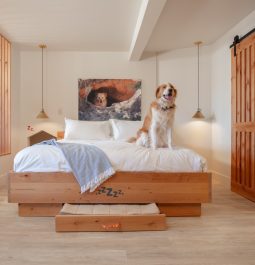 Dog on hotel bed