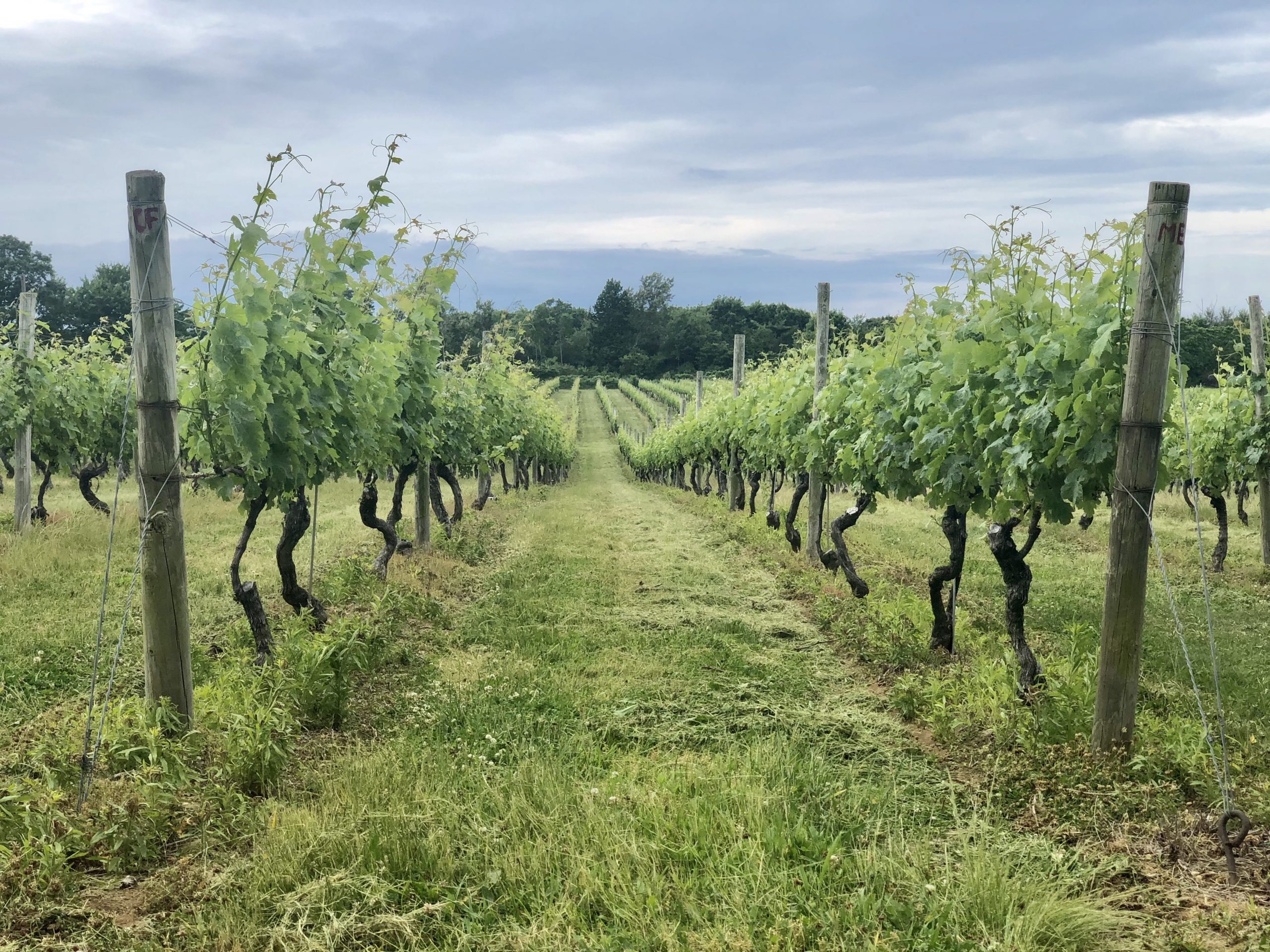 Castello di Borghese Vineyard