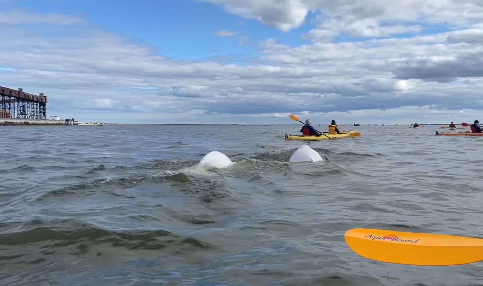 Kayaking with beluga whales in the Churchill River