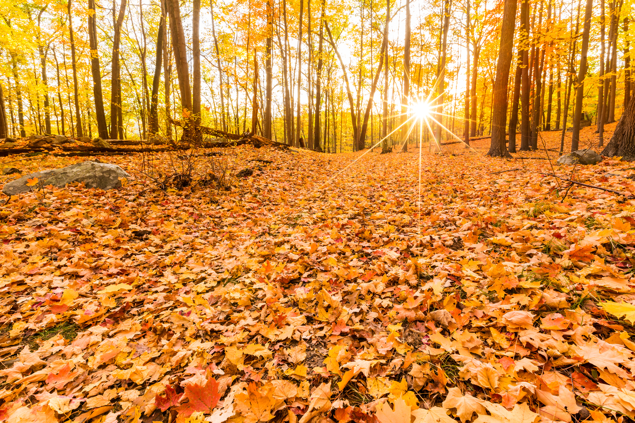 Fallen leaves and fall foliage lit by sunset sunbeams, shining through the forest at Bear Mountain State Park