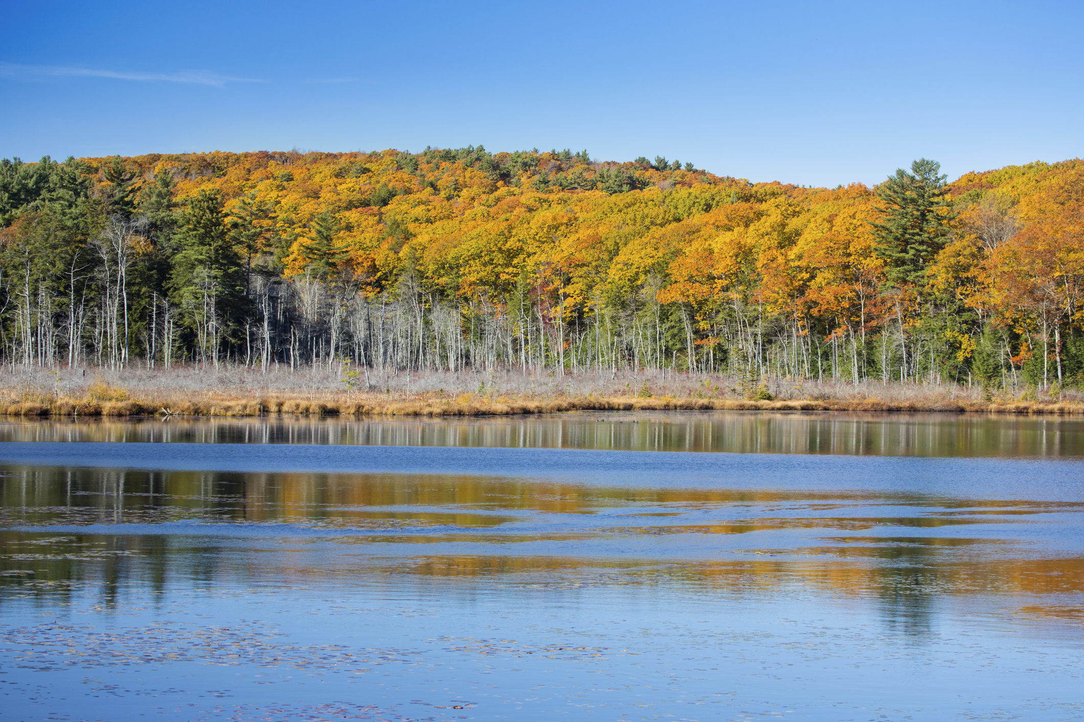 Reflections of fall foliage on Pond Hill Pond in Norfolk, Connecticut