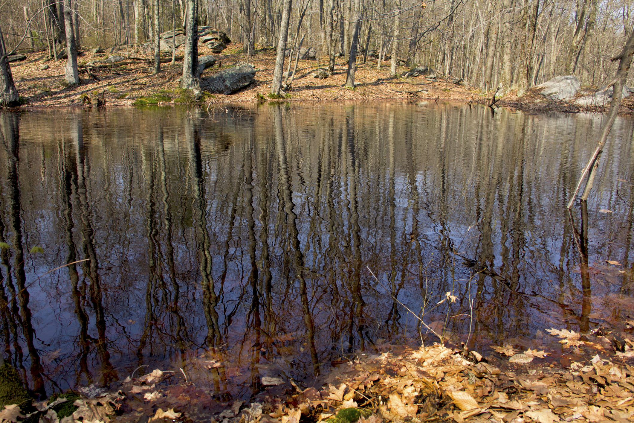 Vernal pool in Shenipsit State Forest, Somers, Connecticut