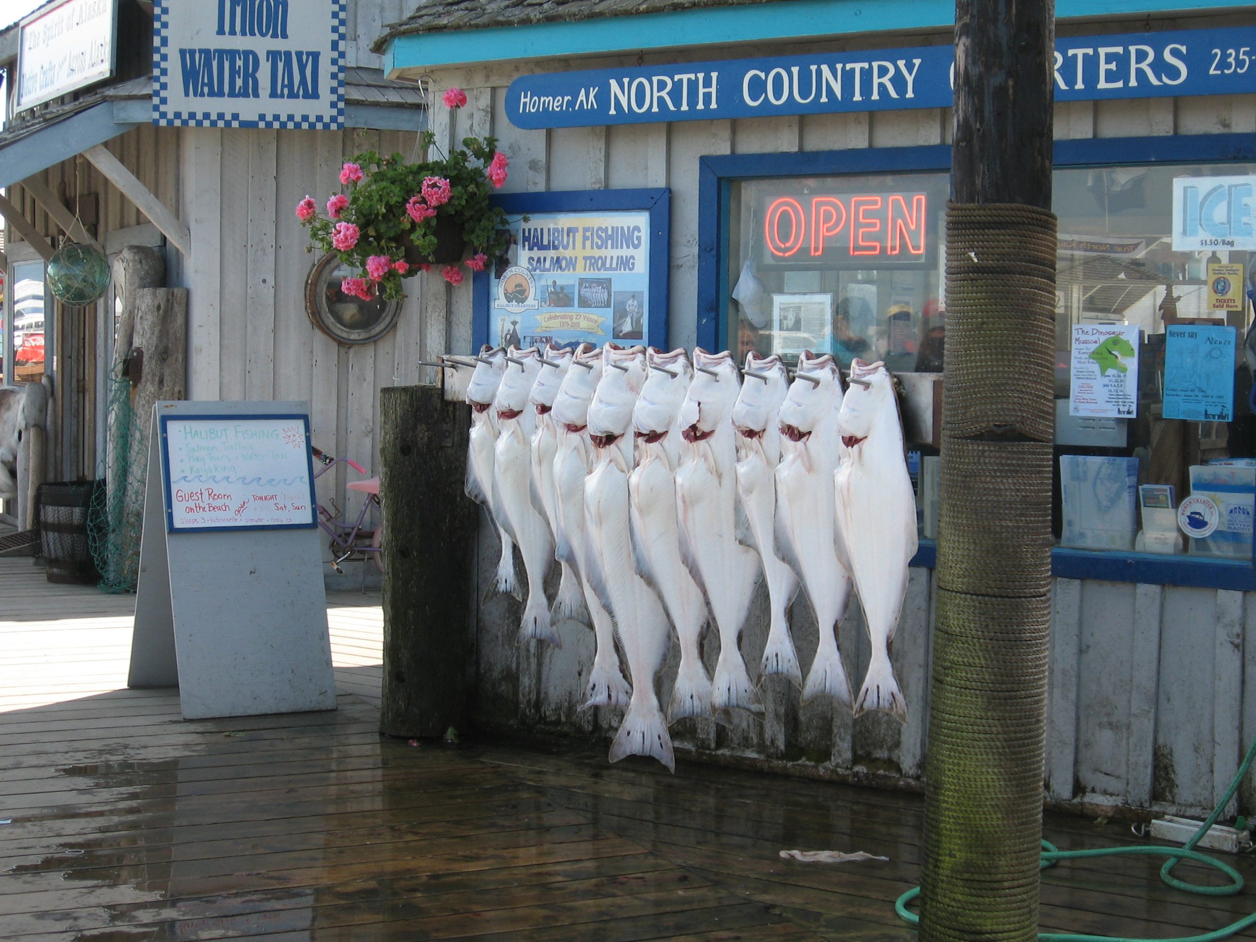 Fresh halibut in Homer, Alaska