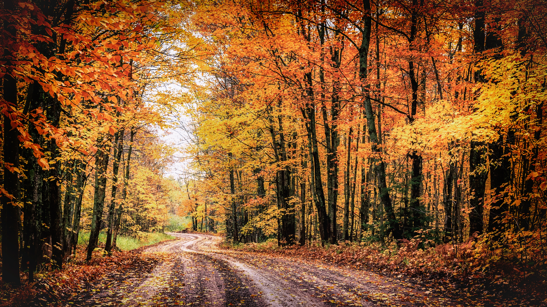 A winding country road through a forest of spectacular fall colors