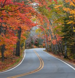 Colorful fall trees along road