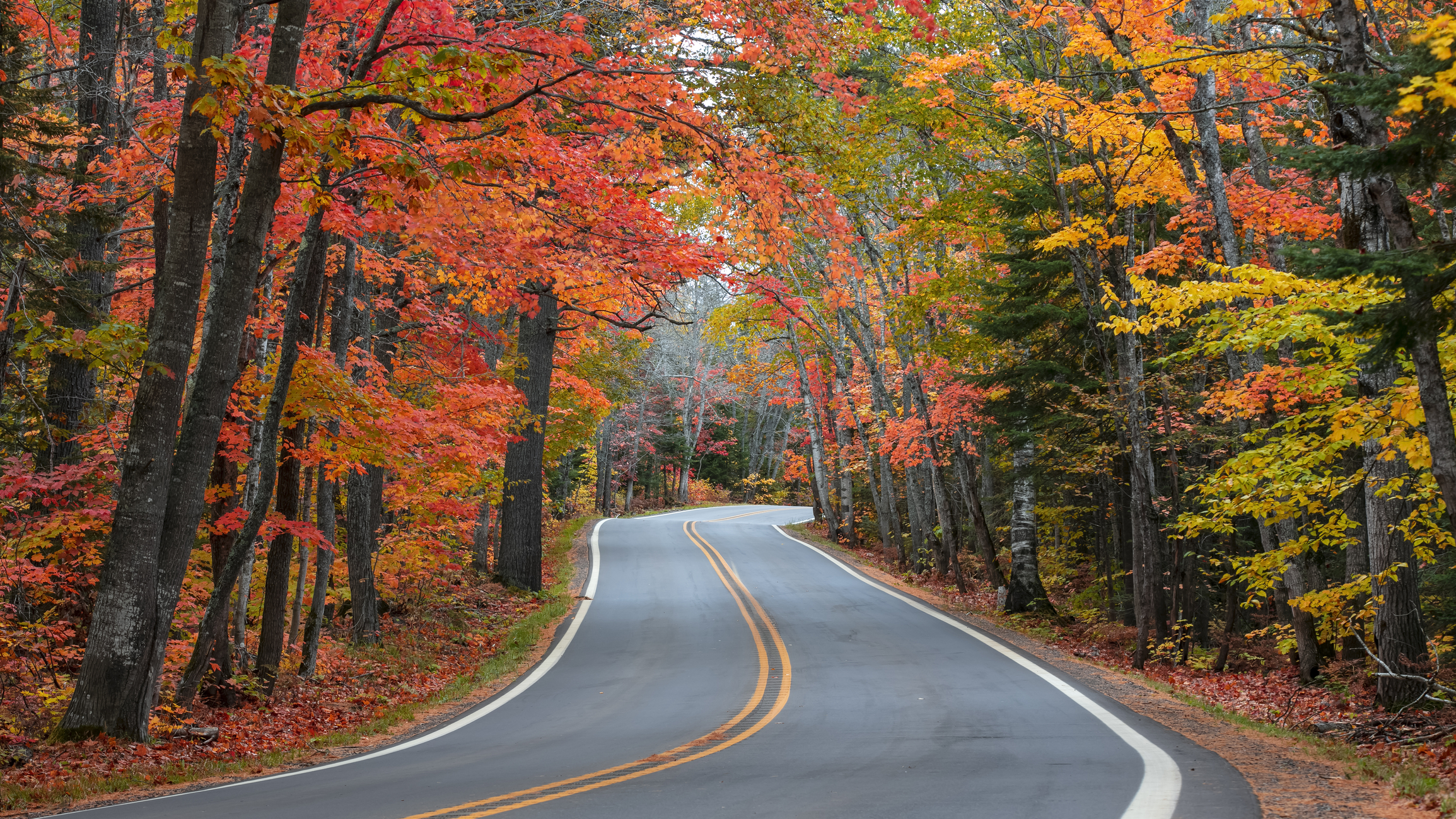 Tunnel of trees in autumn time along scenic byway M41 in Keweenaw 