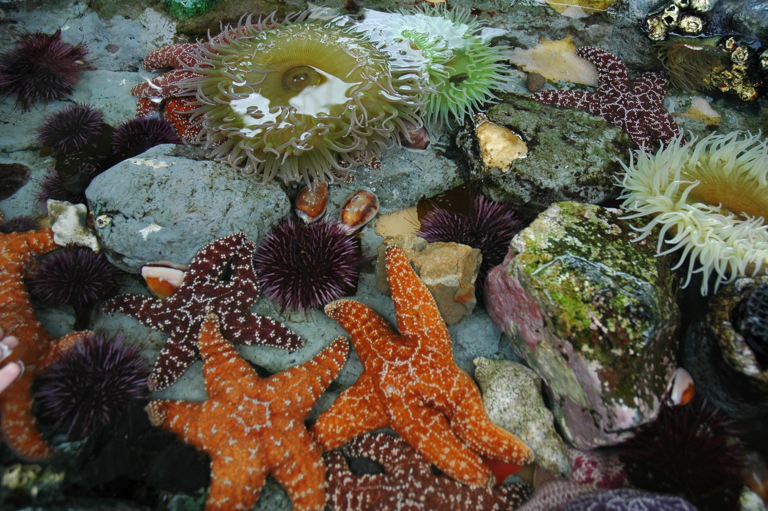 Colorful starfish, anemones and more in a tide pool