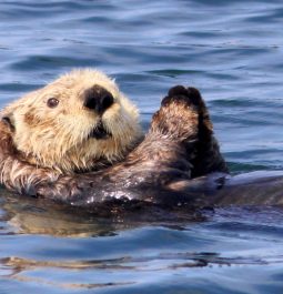 sea otter in the water