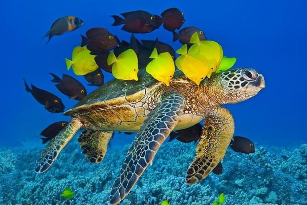 Snorkeling at Molokini Crater