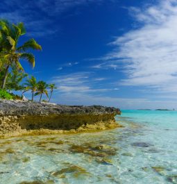 Clear water and palm trees on beach in the Abacos, Bahamas