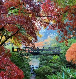 fall foliage at Portland Japanese Garden