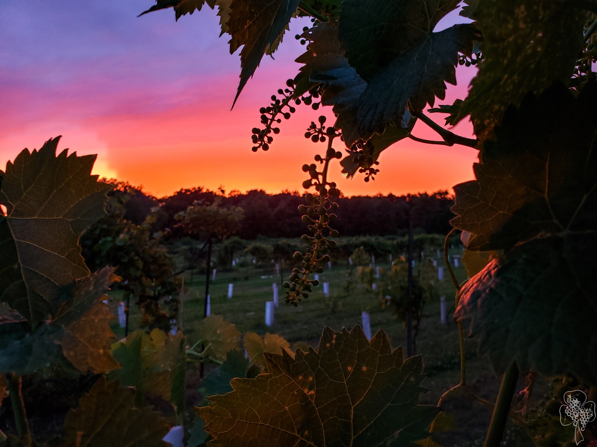 Experience central Ohio's oldest vines