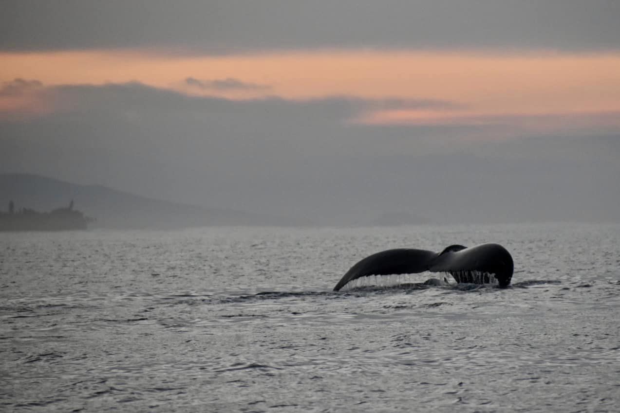 Sunrise whale watching tour with PacWhale Eco-Adventures