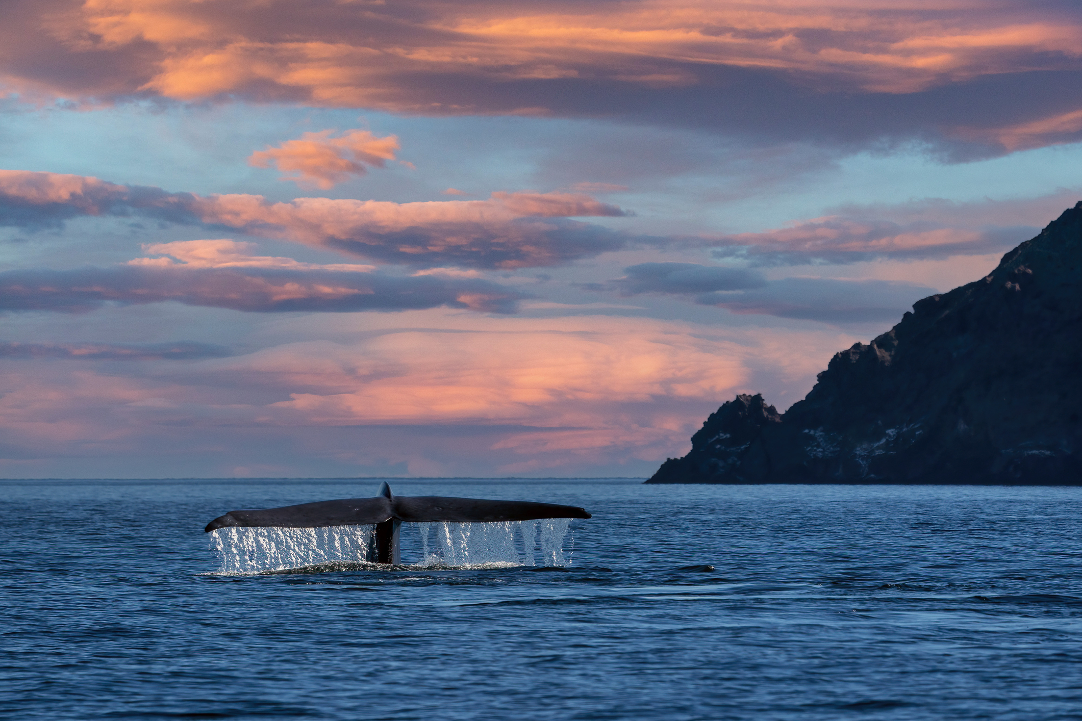 Blue Whale tail in Baja California Sur, Mexico