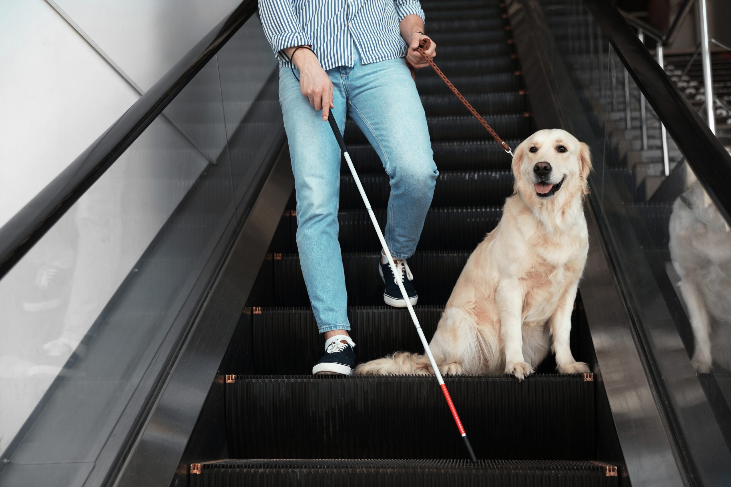 Service Dog on Escalator