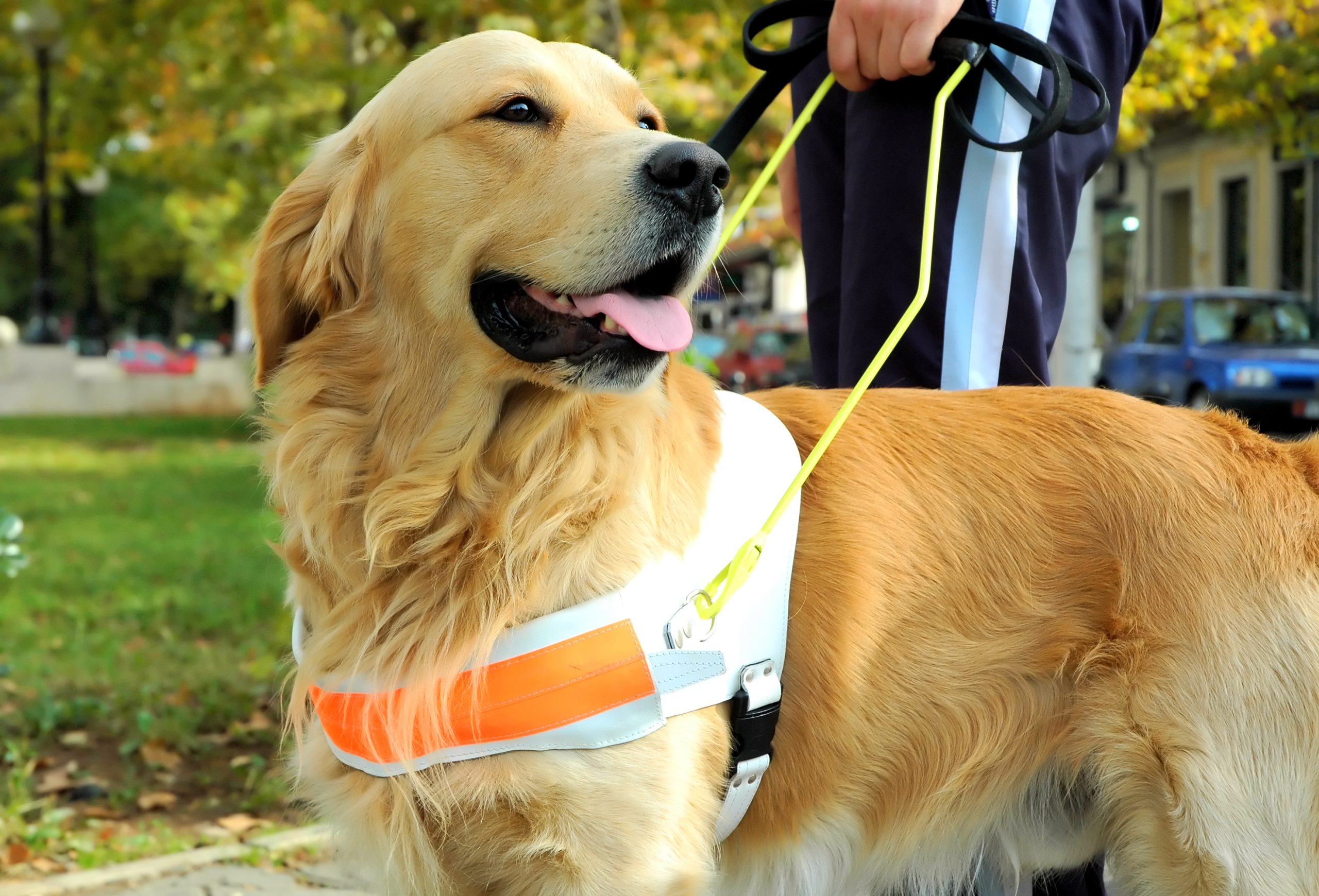 Golden Retriever Service Dog