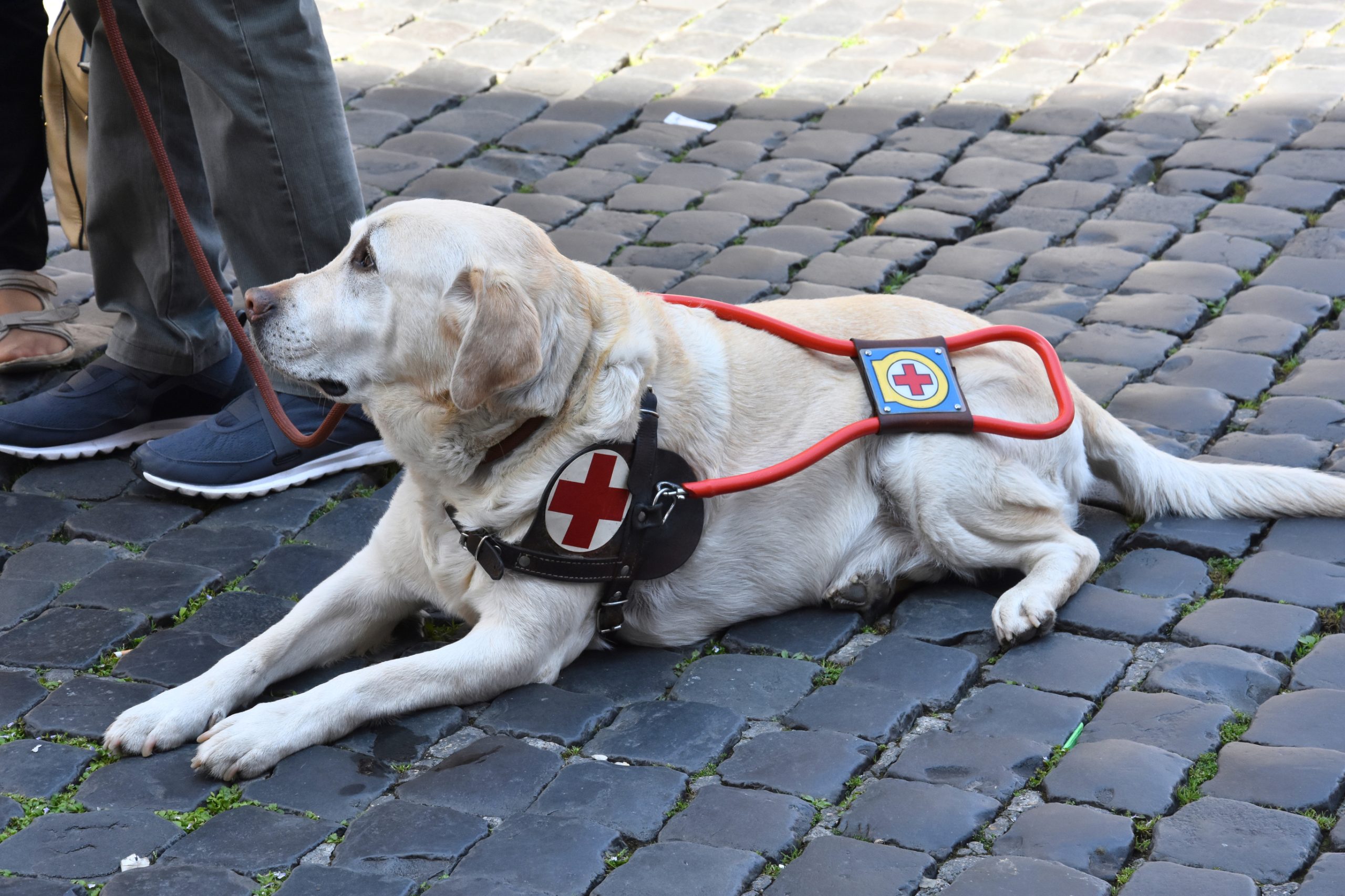 Patiently Waiting Service Dog