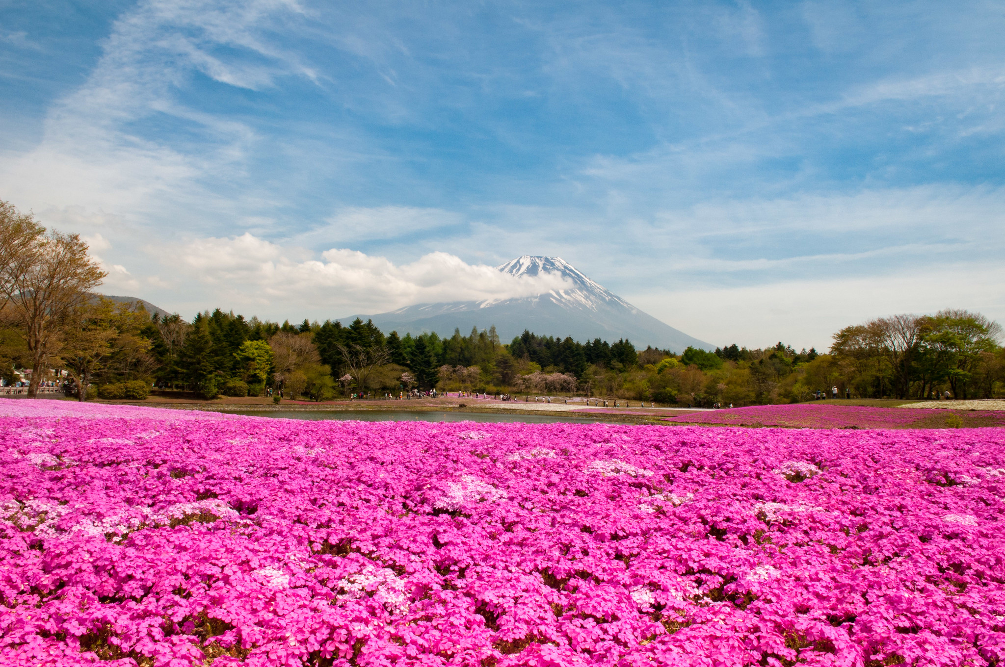 Shibazakura Flower Festival